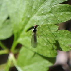 Oropezella sphenoptera