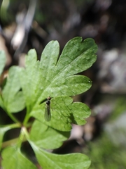 Oropezella sphenoptera