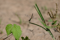 Erythrodiplax paraguayensis