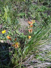 Hypericum linarioides