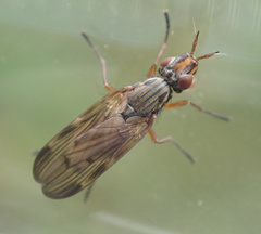Dorycera graminum