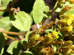 Diceraeus