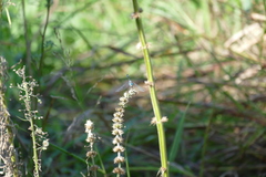 Micrathyria longifasciata