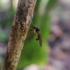 Oropezella sphenoptera