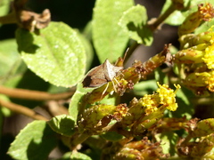 Diceraeus