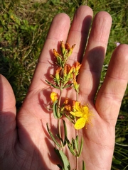 Hypericum linarioides
