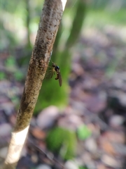 Oropezella sphenoptera