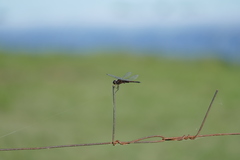 Tramea cophysa
