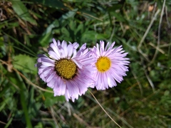 Erigeron caucasicus venustus