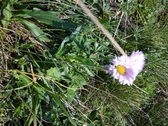 Erigeron caucasicus venustus