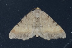 Macaria bicolorata