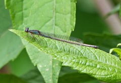 Oxyagrion ablutum