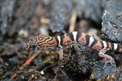 Coleonyx