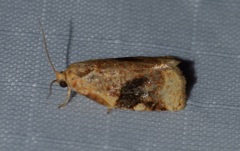 Archips nigriplagana