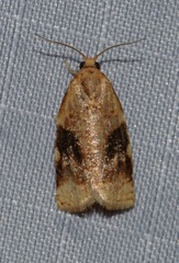 Archips nigriplagana