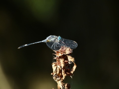 Micrathyria longifasciata