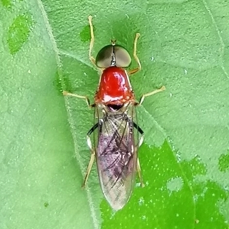 Sargus thoracicus
