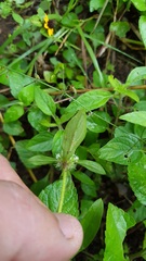 Spermacoce suaveolens