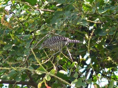 Thamnophilus multistriatus