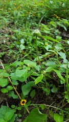 Spermacoce suaveolens