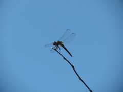 Tramea cophysa
