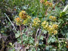 Alchemilla exsanguis