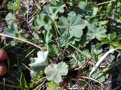 Alchemilla exsanguis