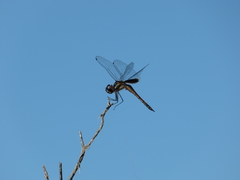 Tramea cophysa