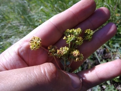 Alchemilla exsanguis