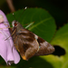 Perichares colenda - Photo (c) Ken Kertell, alguns direitos reservados (CC BY-NC), uploaded by Ken Kertell