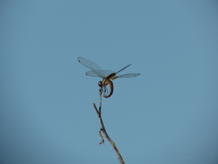 Tramea cophysa