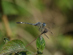 Micrathyria longifasciata