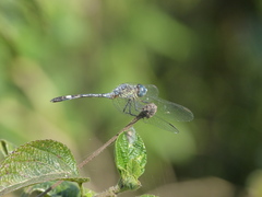 Micrathyria longifasciata