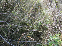 Parsonsia capsularis