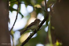 Lathrotriccus euleri