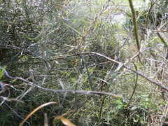 Parsonsia capsularis