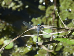 Micrathyria longifasciata