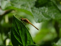 Erythrodiplax melanorubra