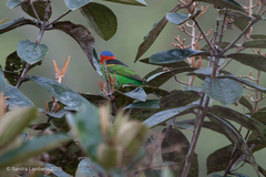 Tangara cyanocephala