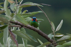 Tangara cyanocephala