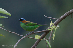 Tangara cyanocephala