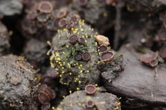 Pseudombrophila hepatica