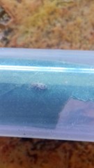 Thaumastocoris peregrinus