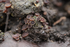 Pseudombrophila hepatica
