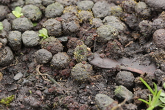 Pseudombrophila hepatica