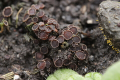 Pseudombrophila hepatica