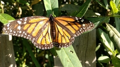Danaus plexippus