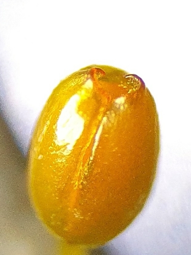 Image of Weissia brachycarpa by no rights reserved