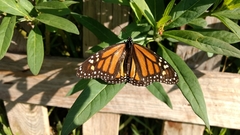 Danaus plexippus