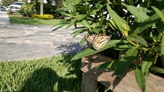 Danaus plexippus